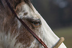 Appaloosa eye