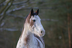 Appaloosa