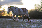 Appaloosa