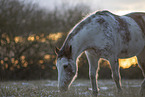 Appaloosa