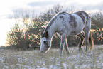 Appaloosa