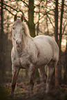 Appaloosa