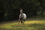 Appaloosa gelding