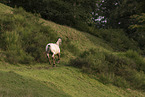 Appaloosa gelding