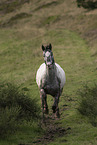 Appaloosa gelding