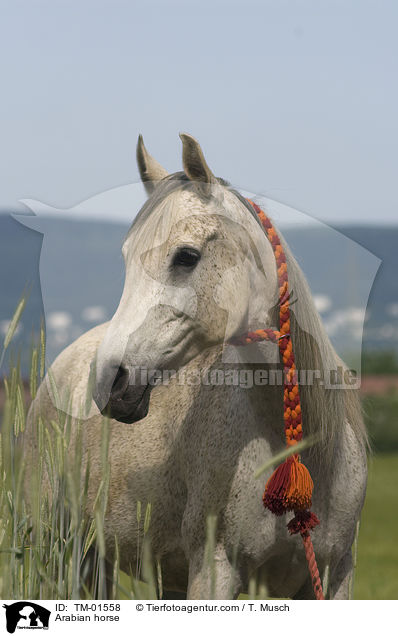Vollblutaraber / Arabian horse / TM-01558