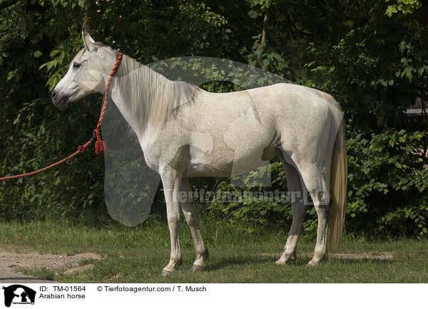 Vollblutaraber / Arabian horse / TM-01564