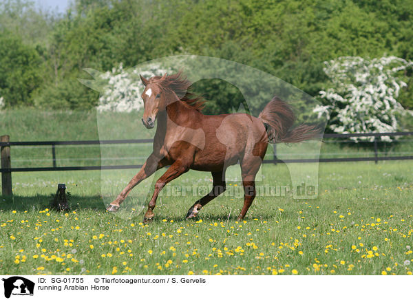 running Arabian Horse / SG-01755