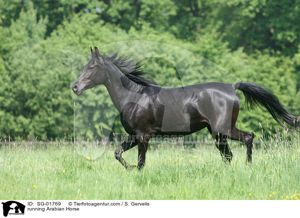 running Arabian Horse / SG-01769
