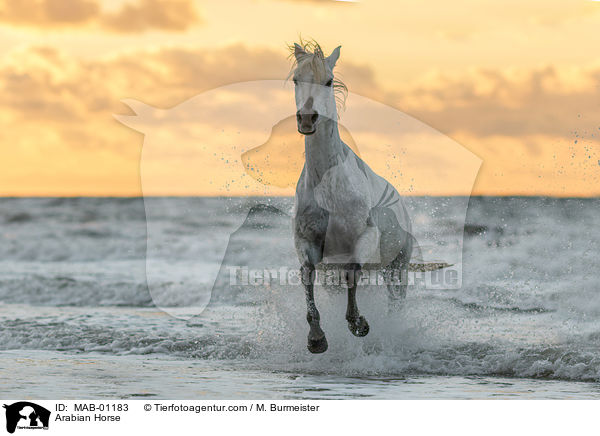 Arabian Horse / MAB-01183