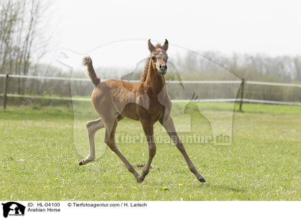 Arabian Horse / HL-04100