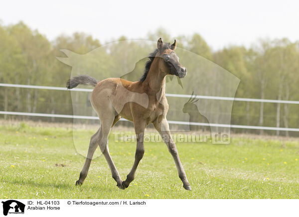Arabian Horse / HL-04103