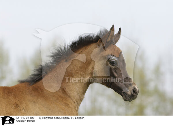Arabian Horse / HL-04109