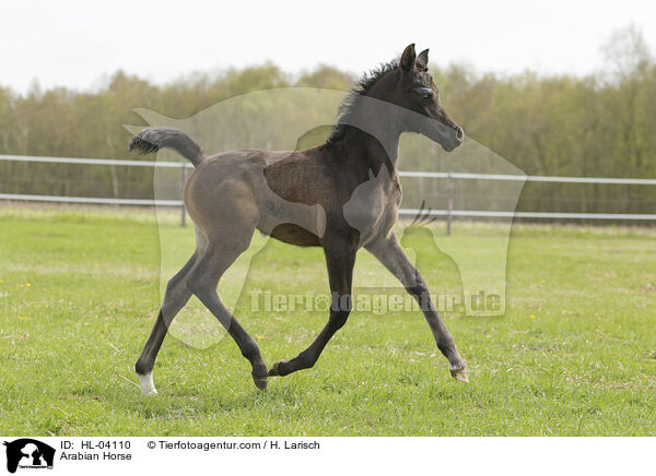 Arabian Horse / HL-04110