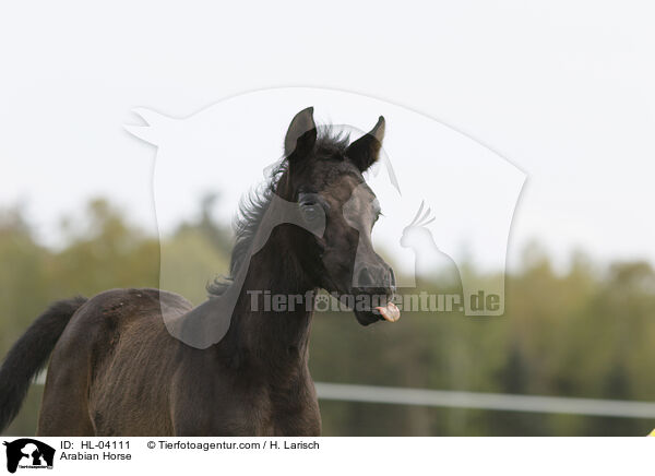 Arabian Horse / HL-04111