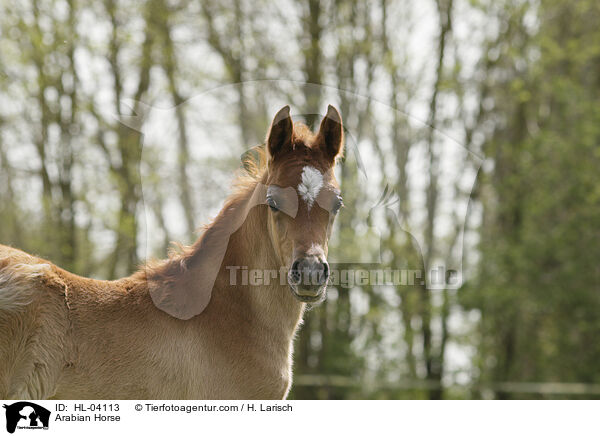 Arabian Horse / HL-04113