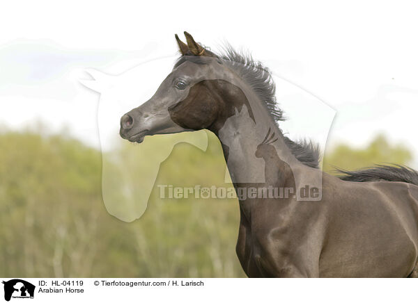 Arabian Horse / HL-04119
