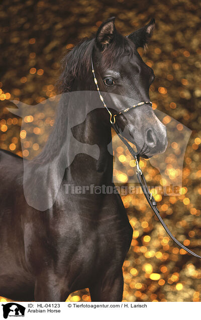 Arabian Horse / HL-04123