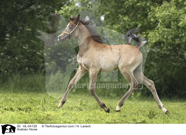 Arabisches Vollblut / Arabian Horse / HL-04126
