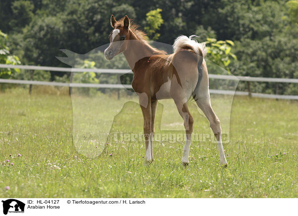 Arabisches Vollblut / Arabian Horse / HL-04127