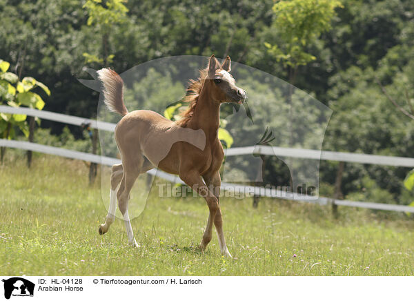 Arabian Horse / HL-04128