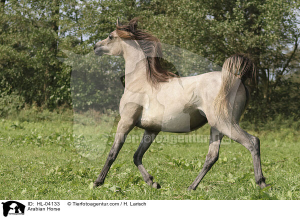 Arabisches Vollblut / Arabian Horse / HL-04133