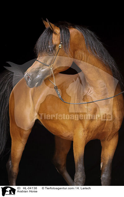 Arabian Horse / HL-04136