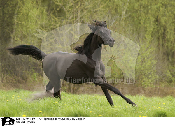 Arabian Horse / HL-04140
