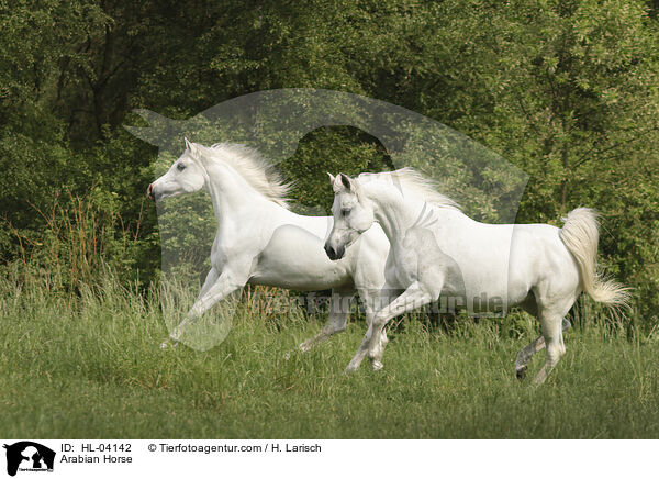 Arabian Horse / HL-04142
