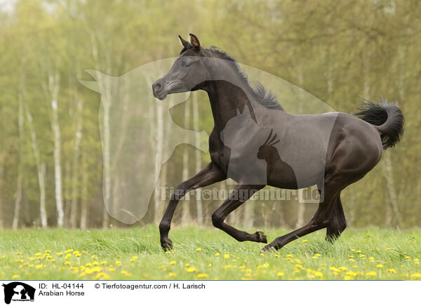 Arabian Horse / HL-04144