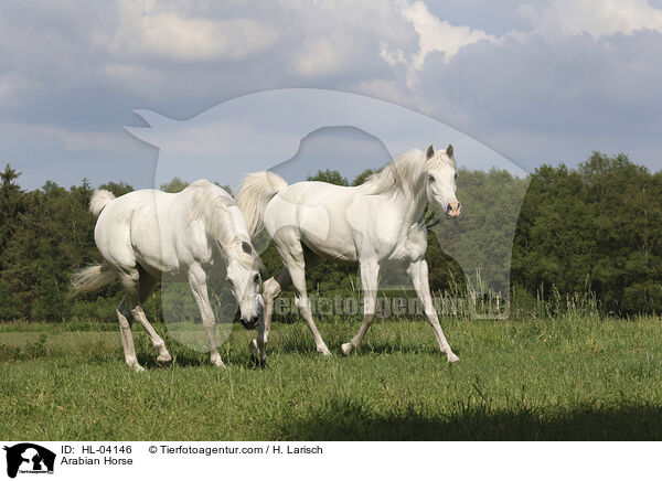 Arabisches Vollblut / Arabian Horse / HL-04146