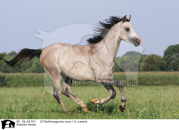 Arabian Horse / HL-04151