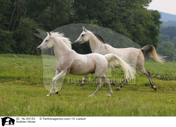 Arabian Horse / HL-04153