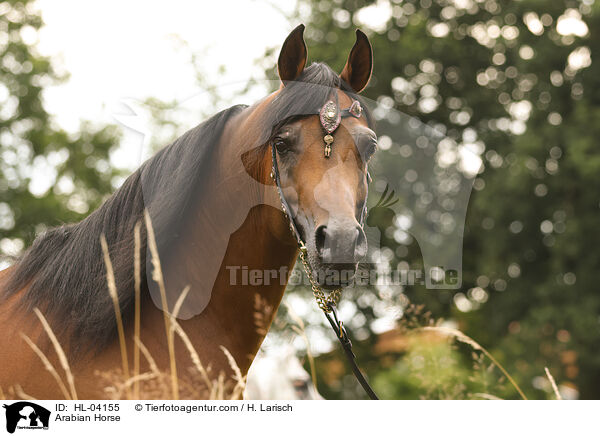 Arabian Horse / HL-04155