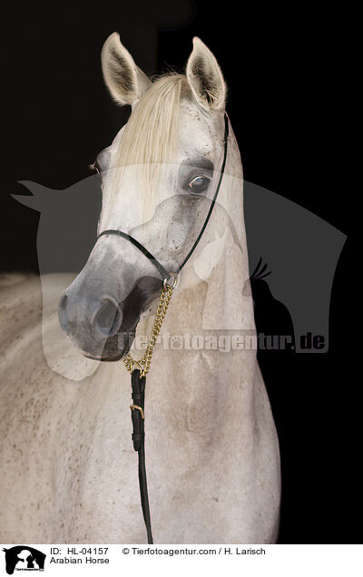 Arabian Horse / HL-04157
