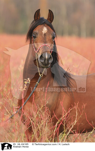 Arabisches Vollblut / Arabian Horse / HL-04165