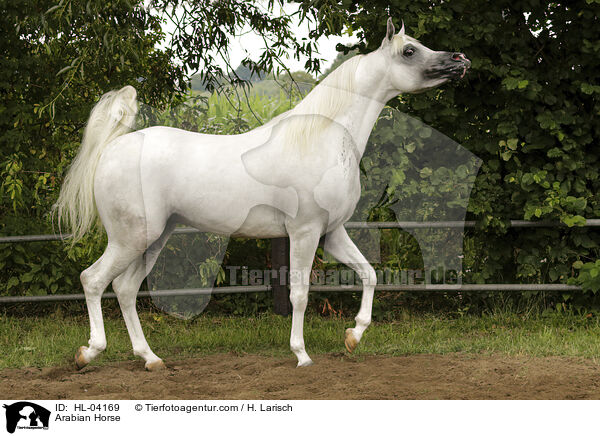 Arabian Horse / HL-04169