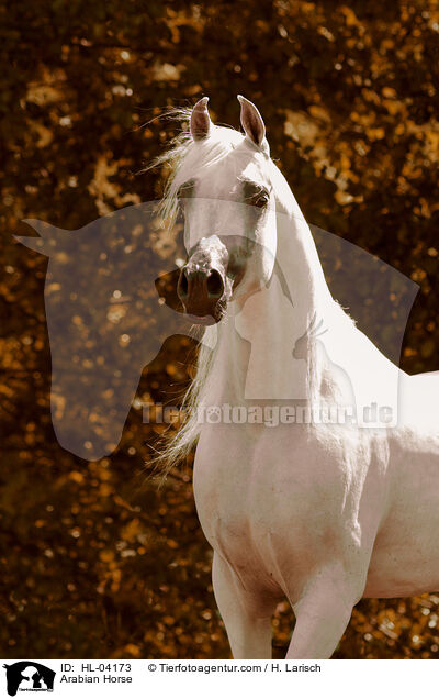 Arabisches Vollblut / Arabian Horse / HL-04173
