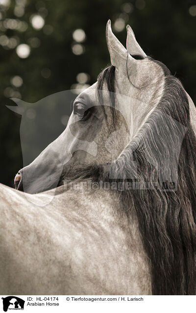 Arabian Horse / HL-04174