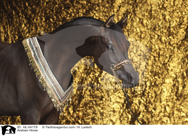 Arabian Horse / HL-04179