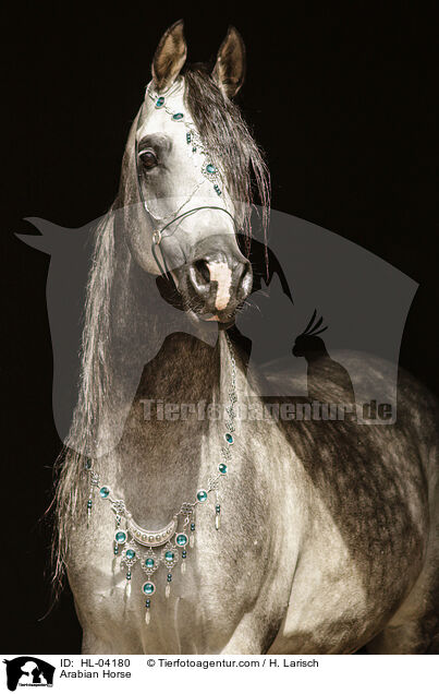 Arabian Horse / HL-04180