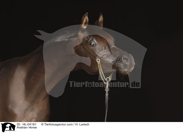 Arabisches Vollblut / Arabian Horse / HL-04181