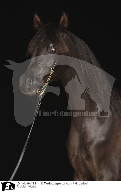 Arabian Horse / HL-04183