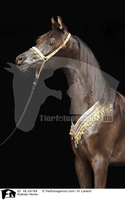 Arabian Horse / HL-04184
