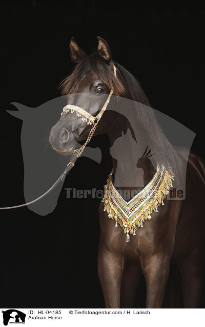 Arabian Horse / HL-04185