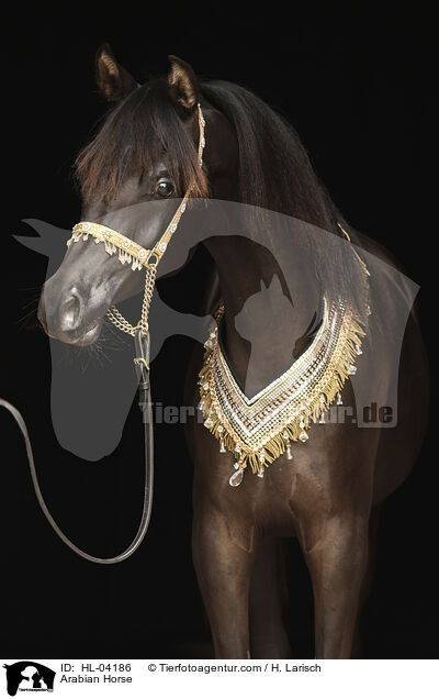 Arabian Horse / HL-04186