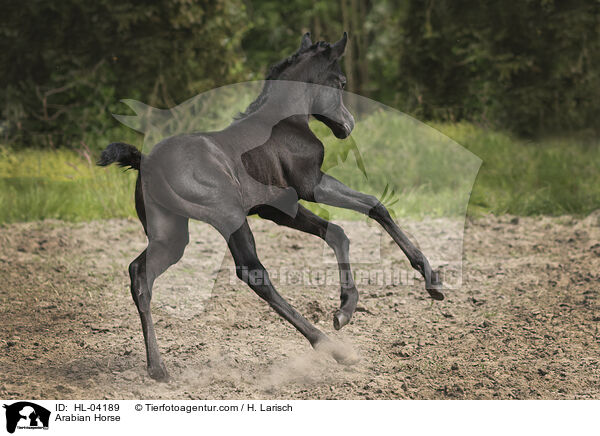 Arabian Horse / HL-04189