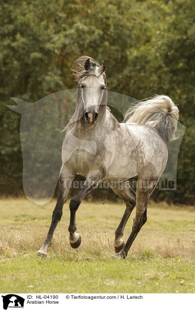 Arabian Horse / HL-04190