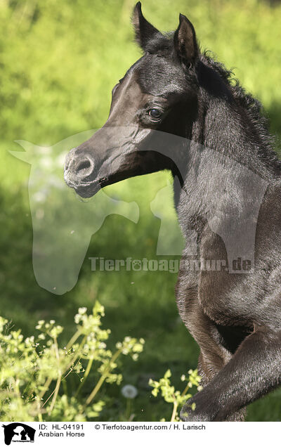 Arabian Horse / HL-04191