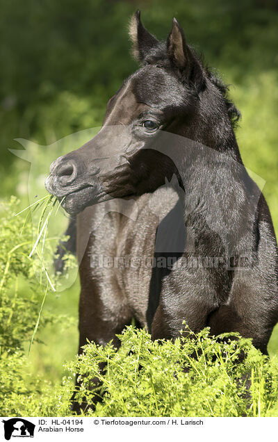 Arabian Horse / HL-04194